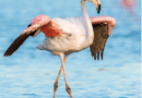 Flamingo Denge Testi