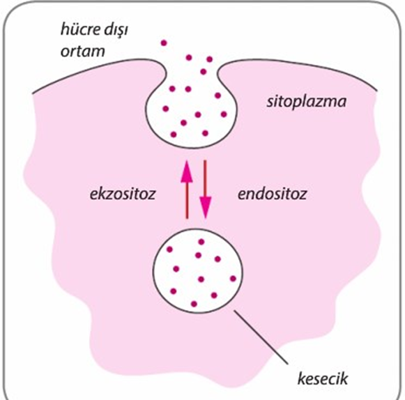 hücre, Endositoz ve Ekzositoz oluşumu
