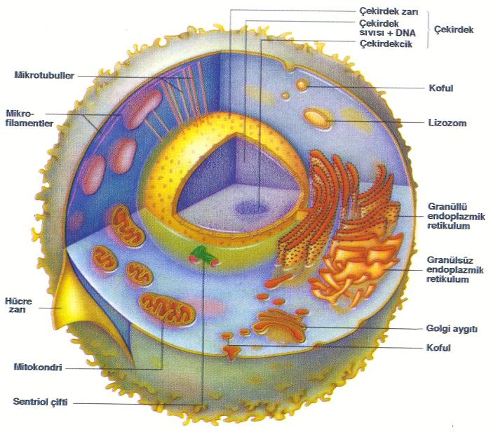 Hücrenin fiziksel yapısı